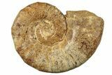 Jurassic Ammonite (Hemilytoceras) Fossil - Madagascar #226739-1